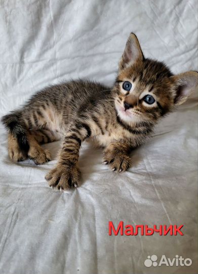 Ориентальные котята