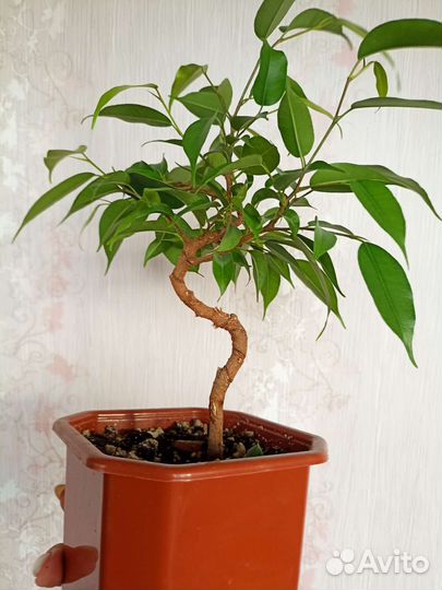 Фикус бенджамина