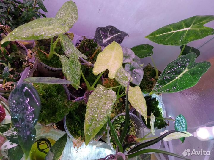 Алоказии детки