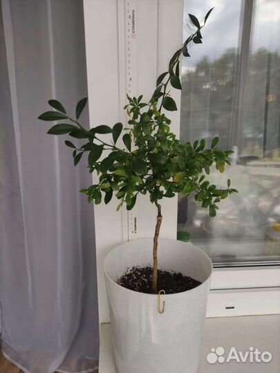 Микроцитрус