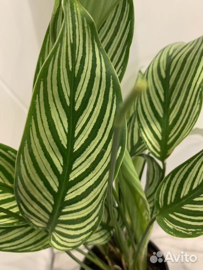 Калатея Пинстрайп
