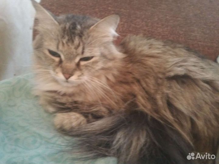 Домашние животные кошки