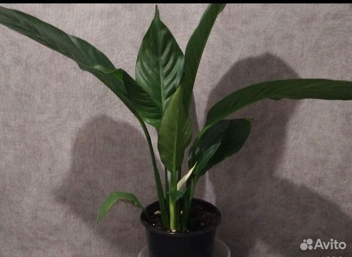 Спатифиллум