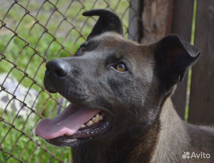 Бруно ищет дом