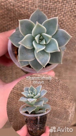 Суккуленты