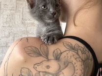 Котёнок девочка в любящие руки по договору