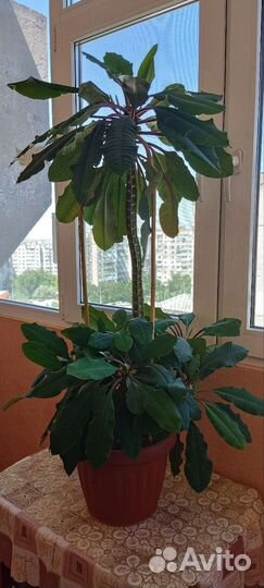 Молочай гребенчатый