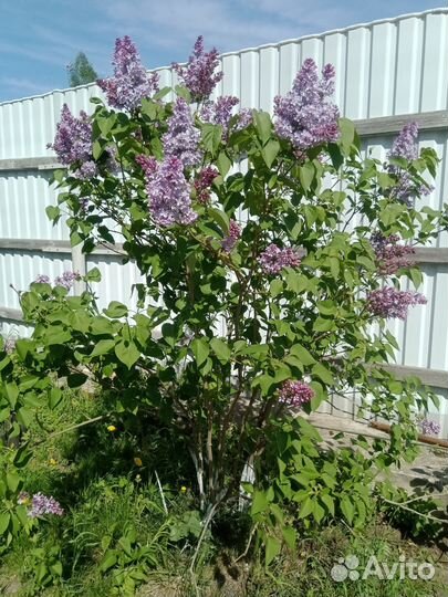 Сирень кустовая