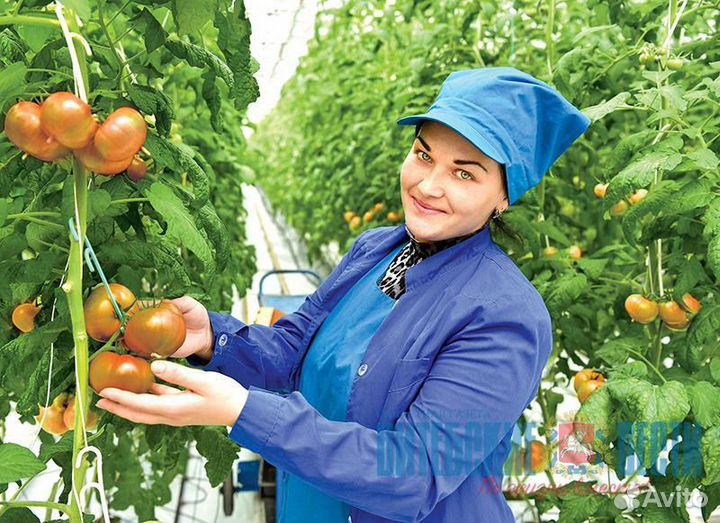 Вахта в Москве - Сборщик томатов в Агрокомплекс