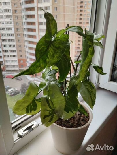 Комнатные растения