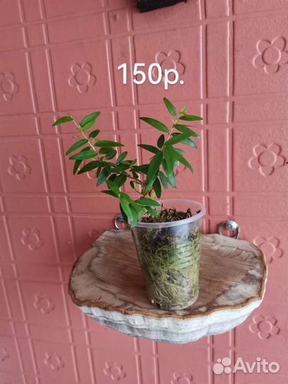 Фикус и Мирт