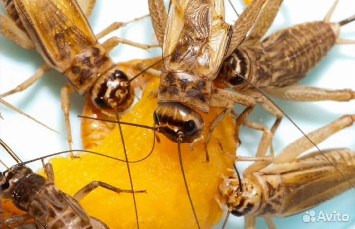 Сверчки, тараканы, зофобас, кормовые насекомые