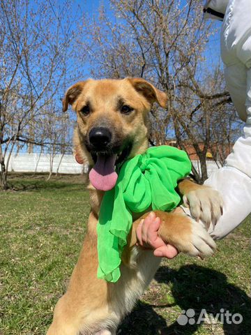 Небольшой пес из приюта