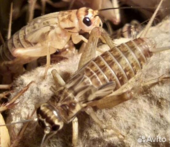 Сверчки заморозка