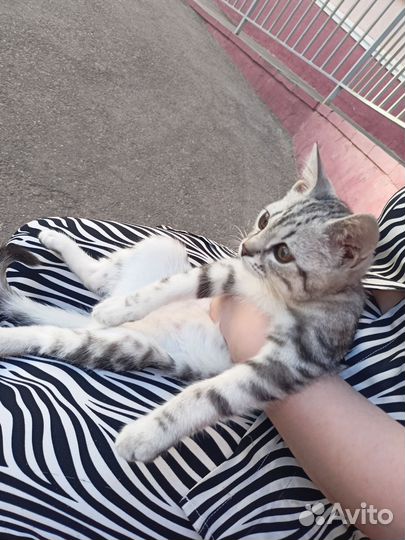 Шотландский страйт кот вязка