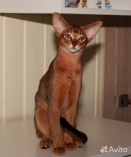 Абиссинские котята, мальчики и девочки