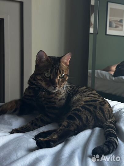 Вязка с бенгальским котом