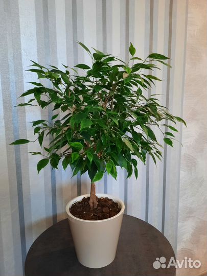 Комнатные цветы