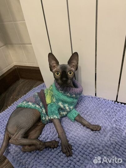 Одежда для сфинкса