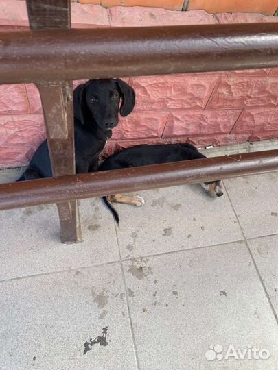 Щеночки в дар