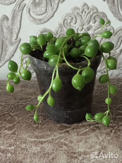 Крестовник роули