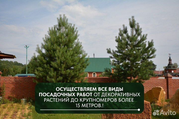 Сосна обыкновенная, крупномер