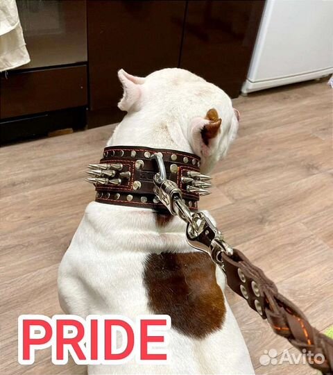 Ошейники, шлейки, поводки для собак