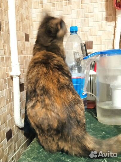 Кошечка подросшая в добрые руки