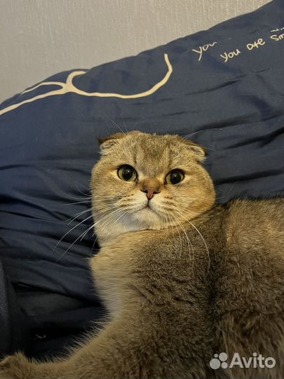 Шотландский вислоухий кот вязка