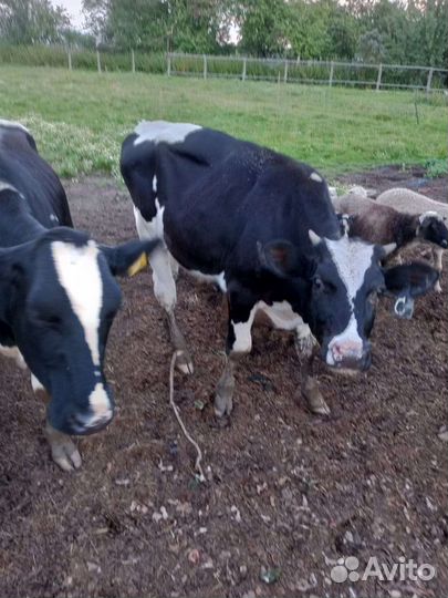 Быки и тёлки