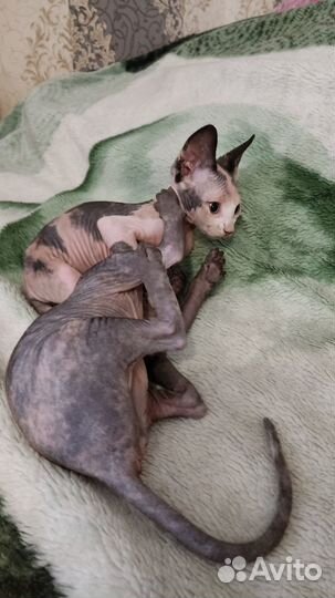 Канадский сфинкс