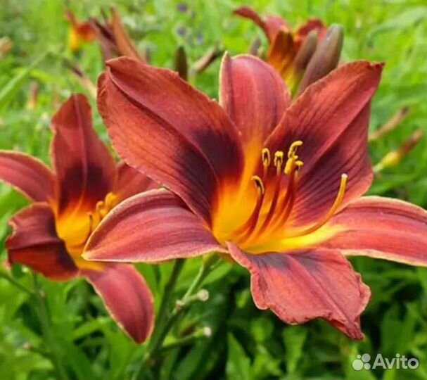 Лилейники и луковицы лилий