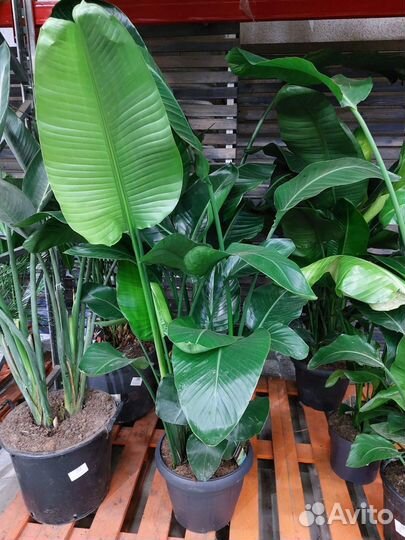 Стрелиция / растения для офиса