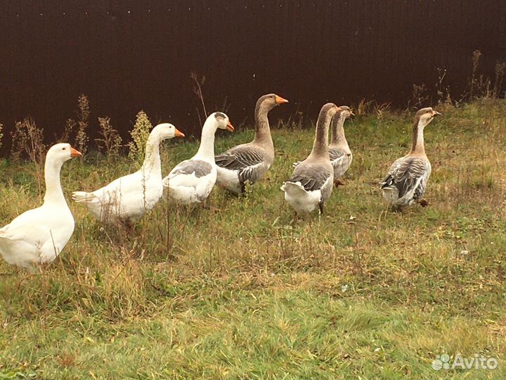 Гуси домашние