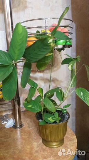 Ктенанта любберса