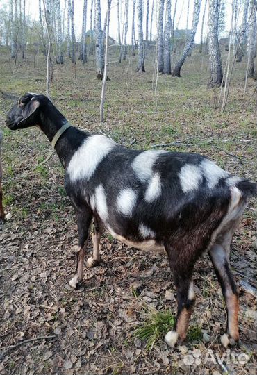 Дойные козы/некозь