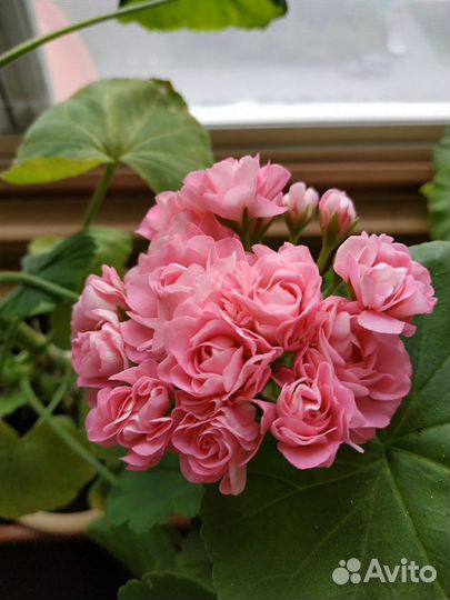 Пеларгония Мормор и другие домашние цветы