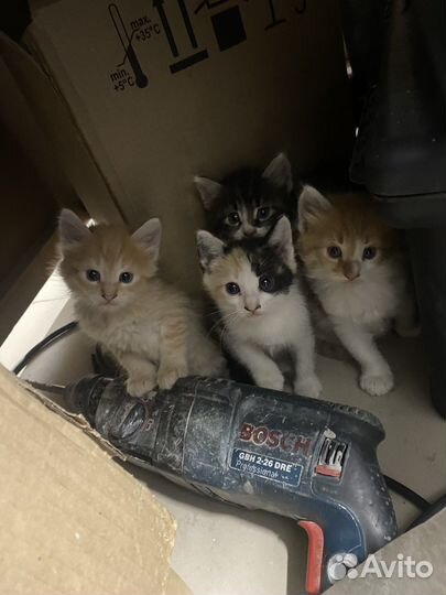 Котята бесплатно