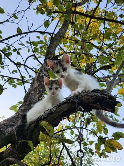 Котята в добрые руки бесплатно