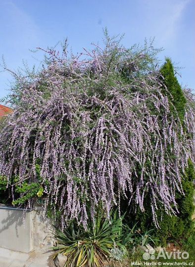 Буддлея очереднолистная, Alternifolia (семена)