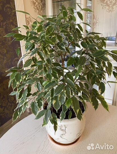 Фикус бенджамина