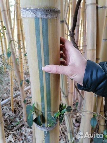 Саженцы бамбука(Phyllostachys Vivax Aureocaulis)