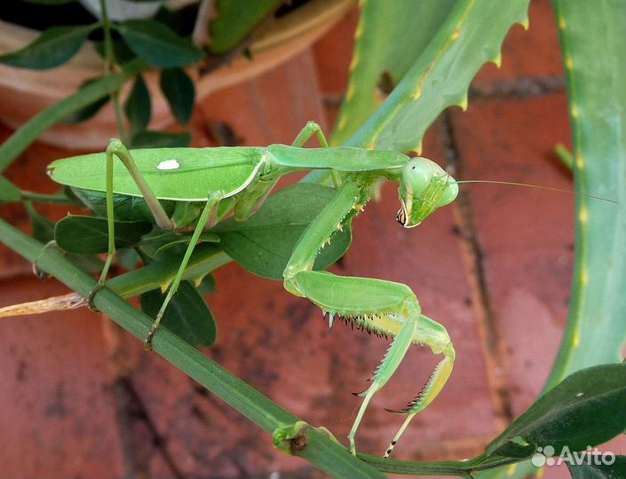 Богомолы: Вьетнамский, Африканский Viridis, садок