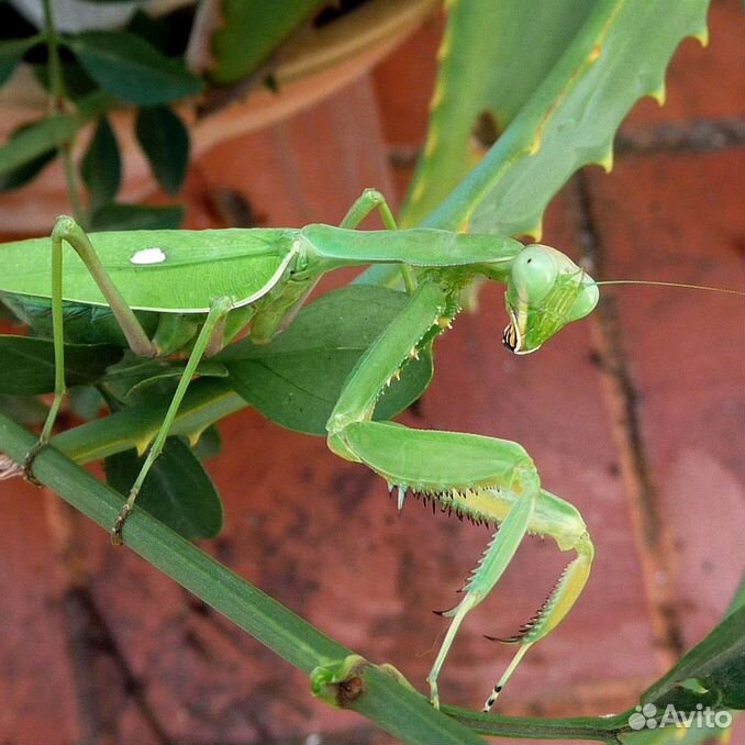 Африканские богомолы Viridis