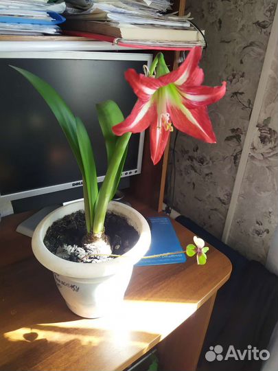 Гиппиаструм