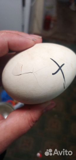 Инкубатор несушка 77 яйца и 36 яиц