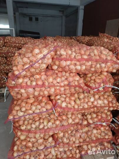 Лук на высадку пера. опт