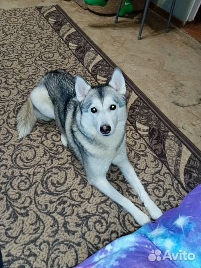 Сибирский хаски