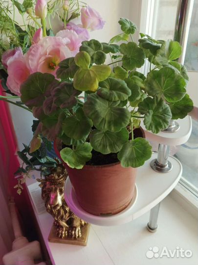 Комнатные цветы