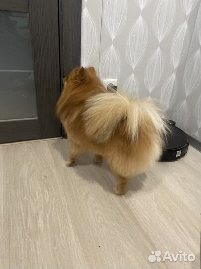 Шпиц для вязки